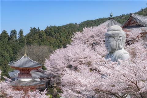 壷阪寺 桜大仏(4月頃撮影)
